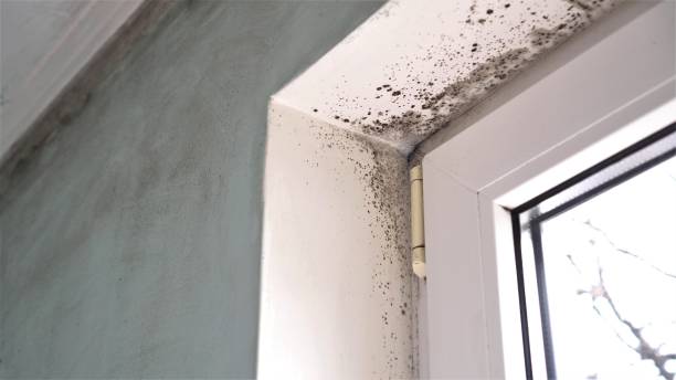 Reliable Ash Flat, AR Mold Removal Solutions
