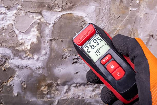 Best Black Mold Removal  in Ash Flat, AR