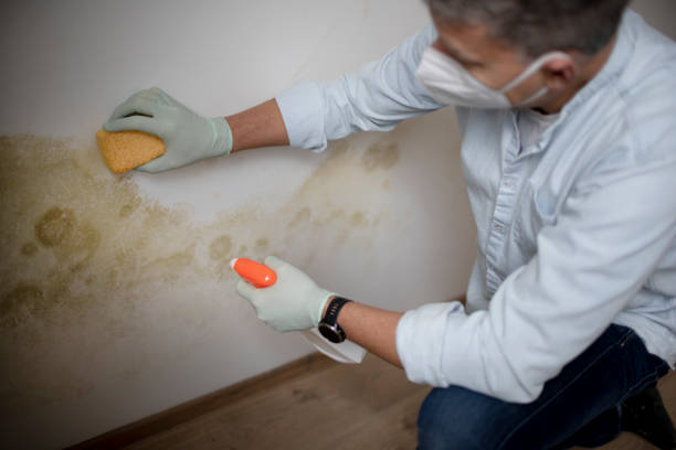 Best Mold Testing  in Ash Flat, AR
