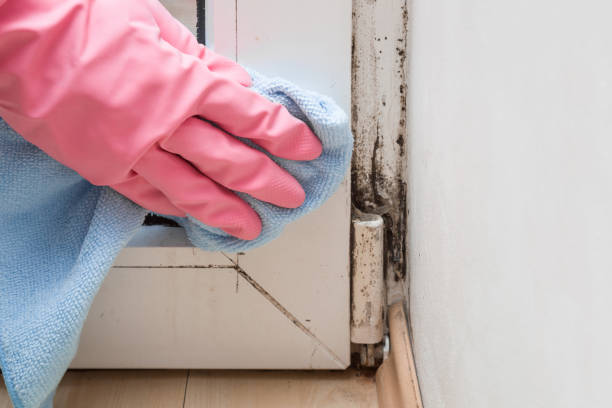 Best Crawl Space Mold Removal  in Ash Flat, AR