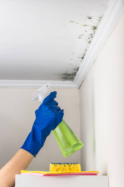 Mold Testing and Removal in Ash Flat, AR