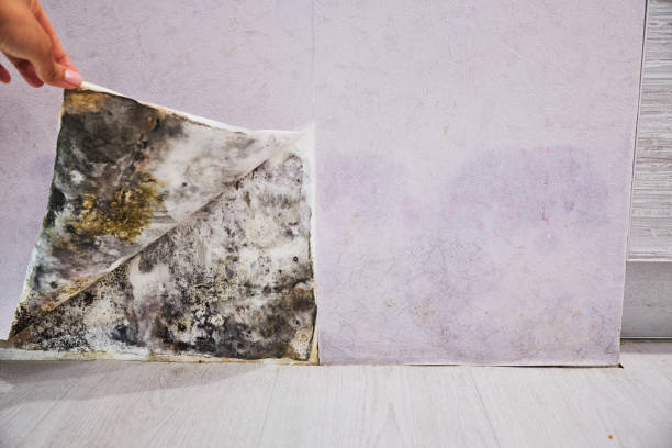 Best Mold Damage Repair  in Ash Flat, AR